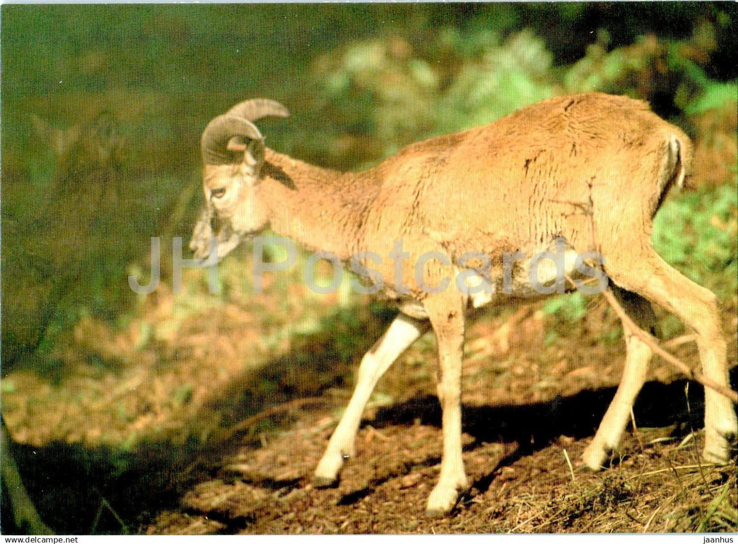 European mouflon - Ovis aries musimon - female - animals - Russia USSR - unused - JH Postcards