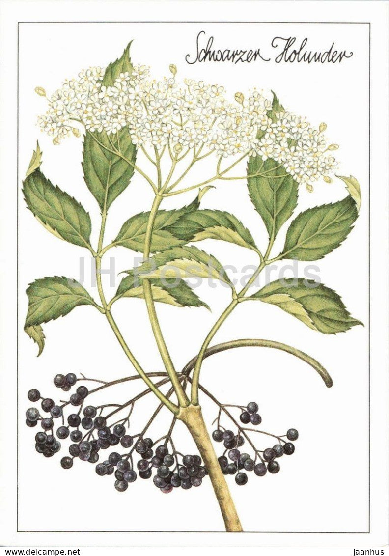 Black elder - Sambucus nigra - medicinal plant botanical illustration - 1980s - Germany - DDR - unused - JH Postcards