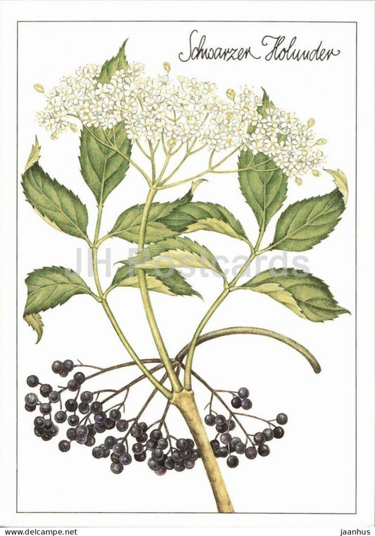 Black elder - Sambucus nigra - medicinal plant botanical illustration - 1980s - Germany - DDR - unused - JH Postcards