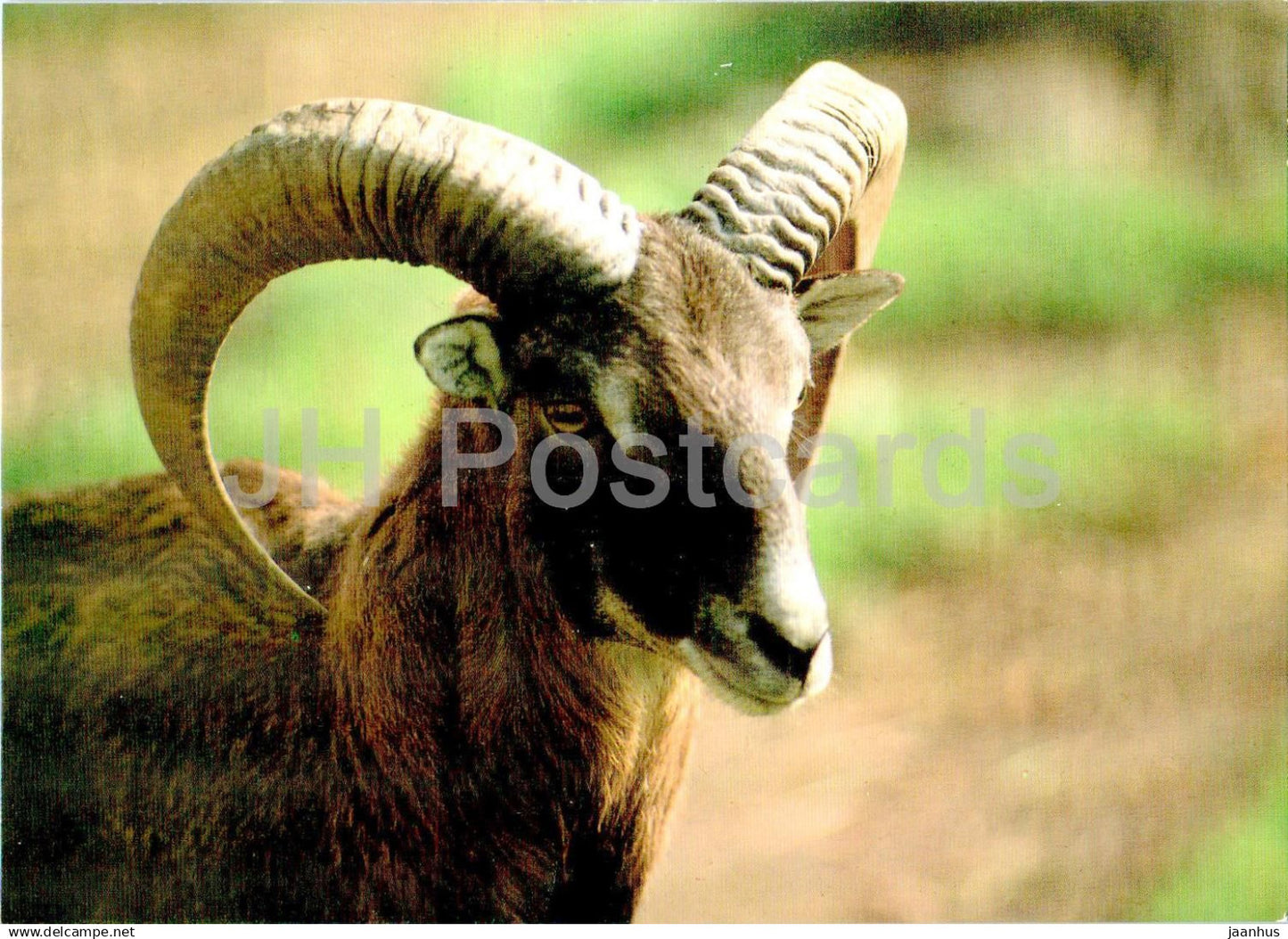 European mouflon - Ovis aries musimon - male - animals - Russia USSR - unused - JH Postcards