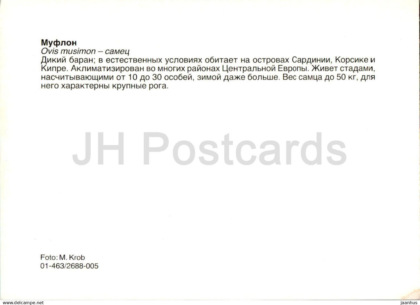 Mouflon d'Europe - Ovis aries musimon - mâle - animaux - Russie URSS - non utilisé 