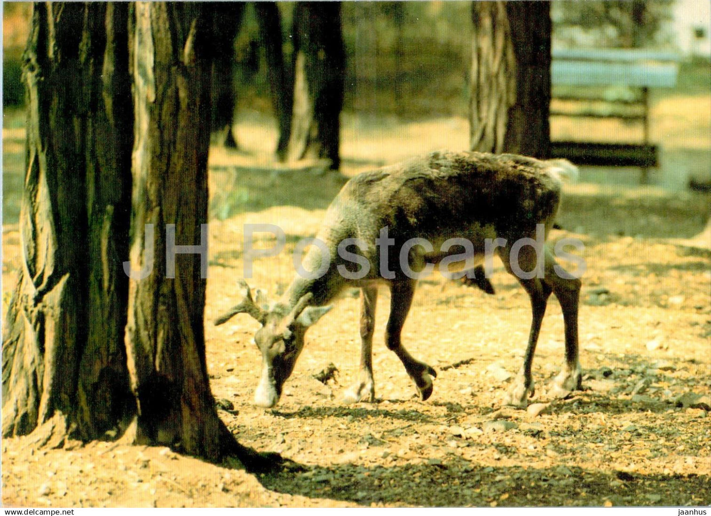 Reindeer - Rangifer tarandus - animals - Russia USSR - unused - JH Postcards