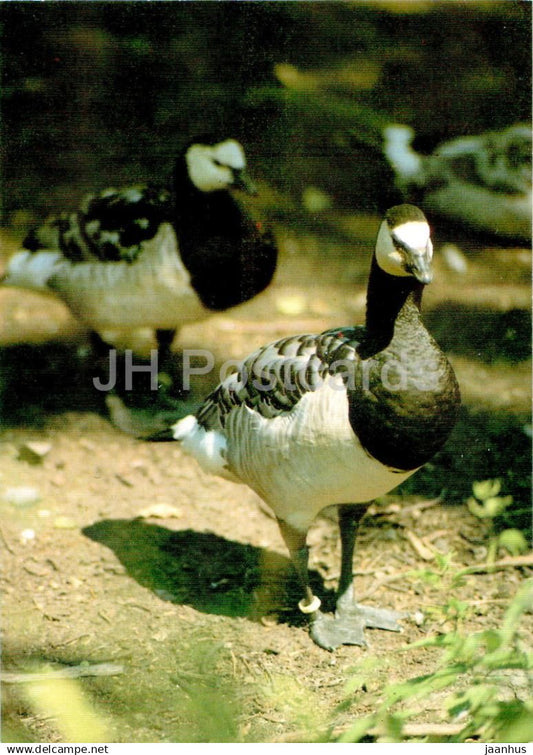 Barnacle goose - Branta leucopsis - birds - animals - Russia USSR - unused - JH Postcards