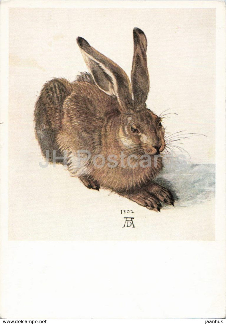 watercolor painting by Albrecht Durer - Young Hare - Junger Feldhase - hare - German art - 1950s - Austria - unused - JH Postcards