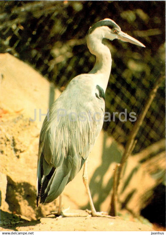 Grey heron - Ardea cinerea - birds - animals - Russia USSR - unused - JH Postcards