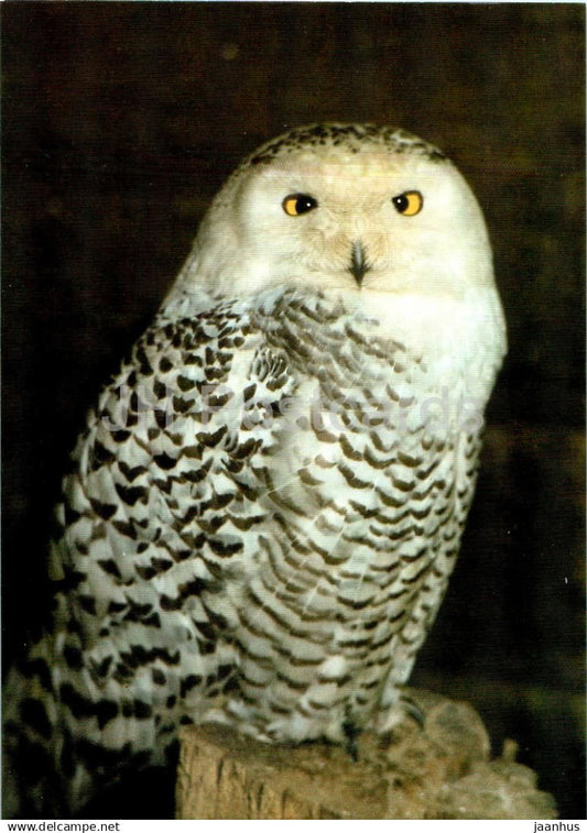 Snowy owl - Nyctea scandiaca - birds - animals - Russia USSR - unused - JH Postcards