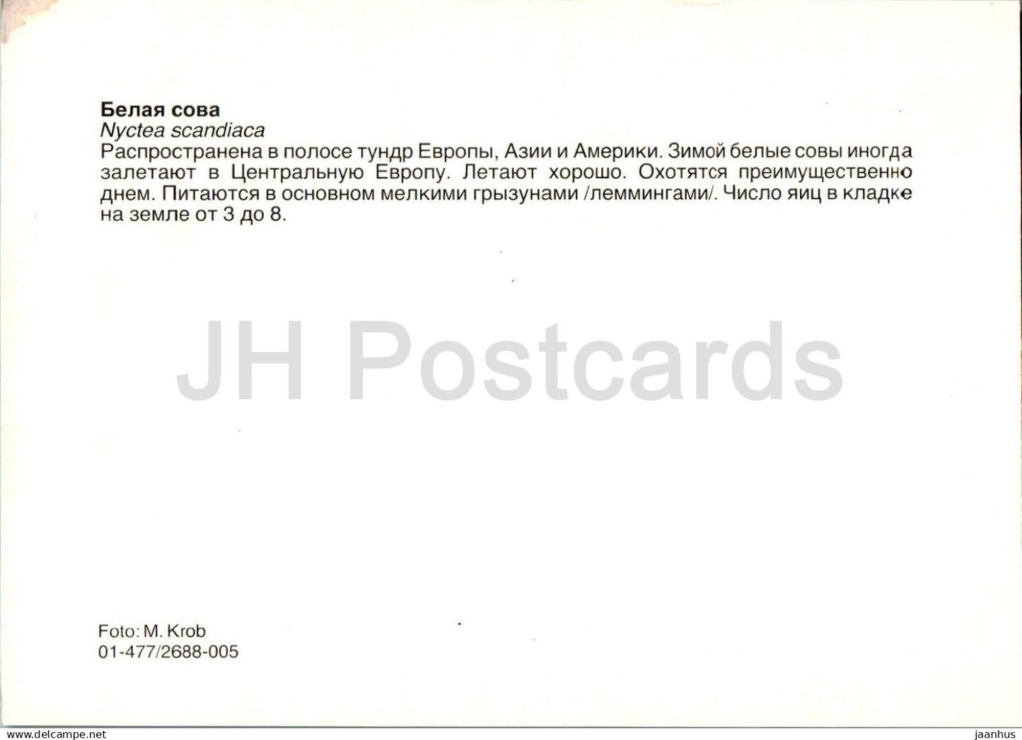 Snowy owl - Nyctea scandiaca - birds - animals - Russia USSR - unused