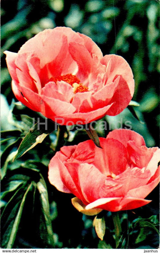 Red Peony - peonies - flowers - 1976 - Russia USSR - used - JH Postcards