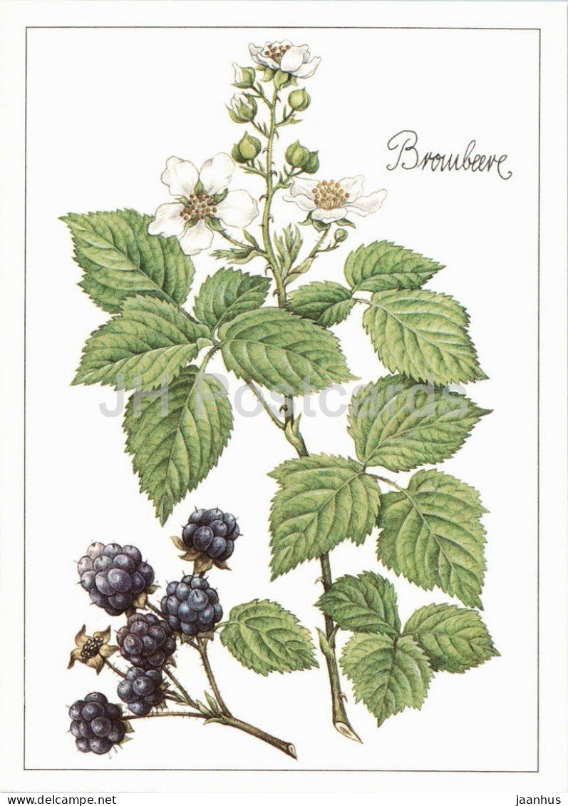 Blackberry - Rubus - medicinal plant botanical illustration - 1980s - Germany - DDR - unused - JH Postcards