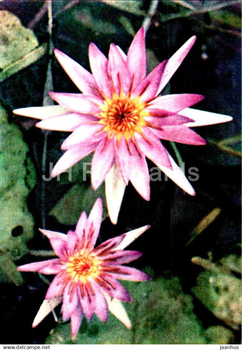Purple water lily - flowers - F 94 - Vietnam - unused - JH Postcards