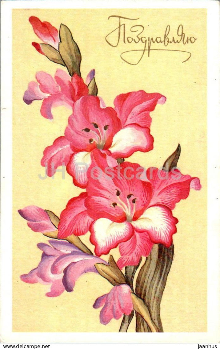 Birthday Greeting Card by V. Isayev - Pink Iris - Flowers - illustration - 1986 - Russia USSR - used - JH Postcards
