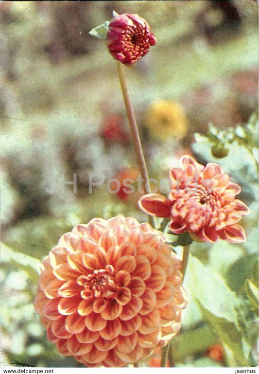 Birthday Greeting Card - Pink Dahlia - Flowers - postal stationery - 1970 - Russia USSR - used - JH Postcards