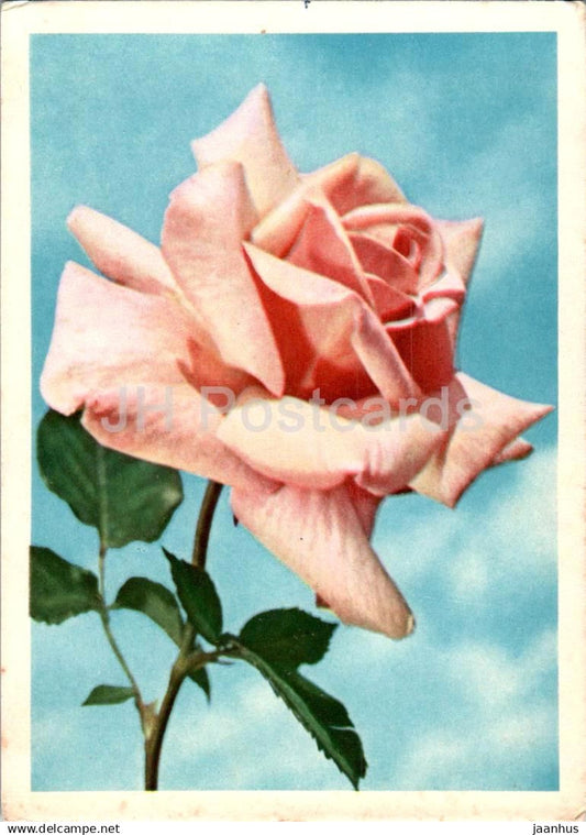 Birthday Greeting Card - Pink Rose - Flowers - postal stationery - 1963 - Russia USSR - used - JH Postcards