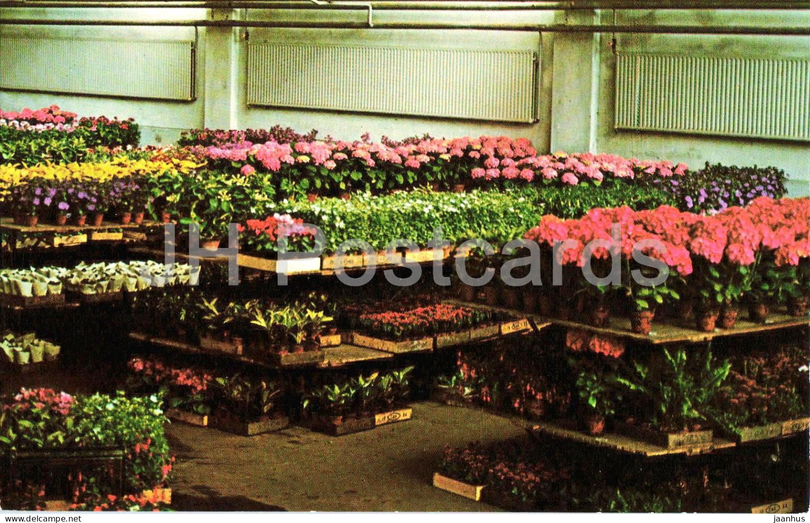 Aalsmeer - Holland - Veiling Potplanten - auction potted plants - flowers - Netherlands - unused - JH Postcards