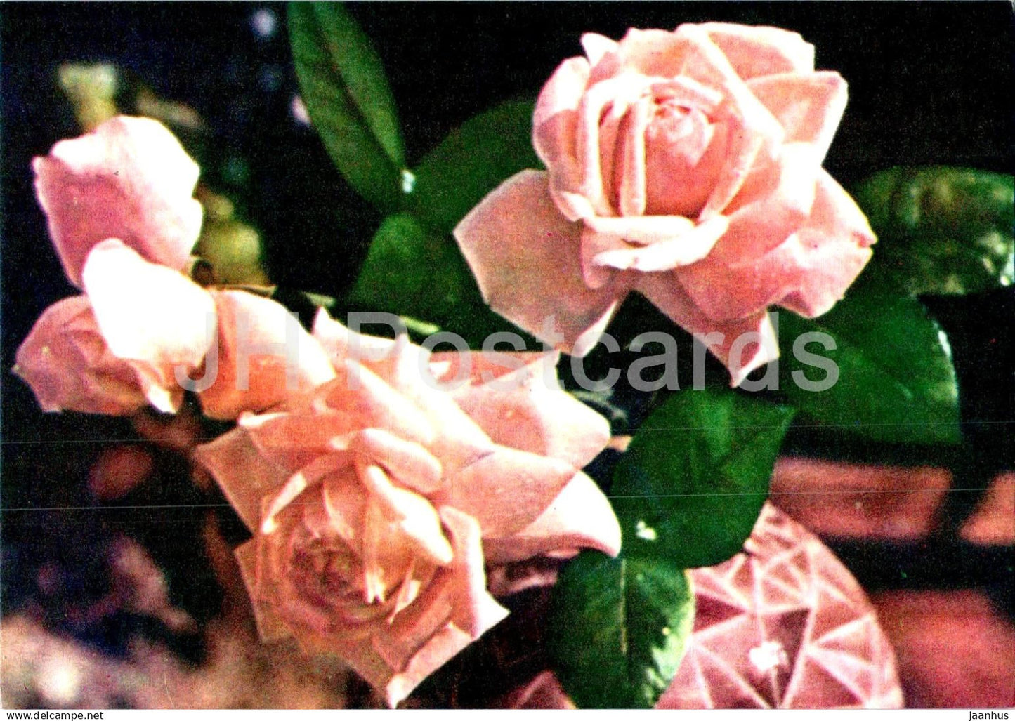 Pink Roses - flowers - F 91 - Vietnam - unused - JH Postcards