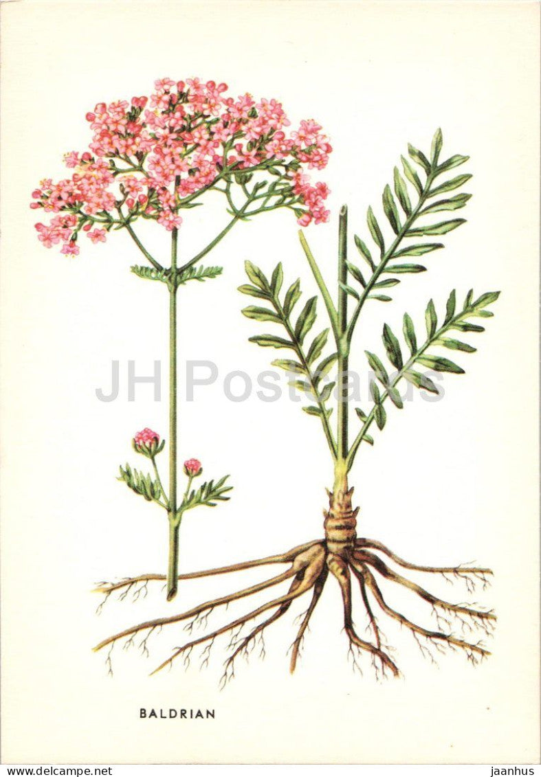 botanical illustration - Valerian - Baldrian - Valeriana officinalis - medicinal herbs - Austria - unused - JH Postcards