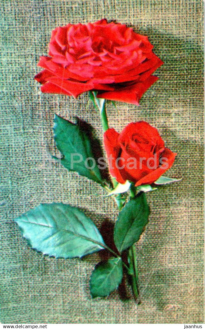 Birthday Greeting Card - Red Rose - Flowers - 1972 - Russia USSR - used - JH Postcards