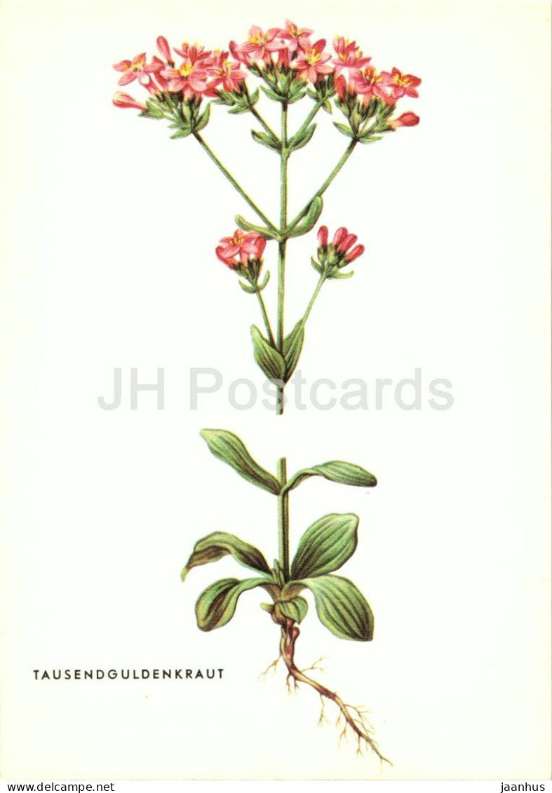 Common Centaury - Centaurium erythraea - Tausendguldenkraut - medicinal herbs - Austria - unused - JH Postcards
