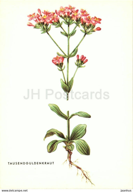 Common Centaury - Centaurium erythraea - Tausendguldenkraut - medicinal herbs - Austria - unused - JH Postcards