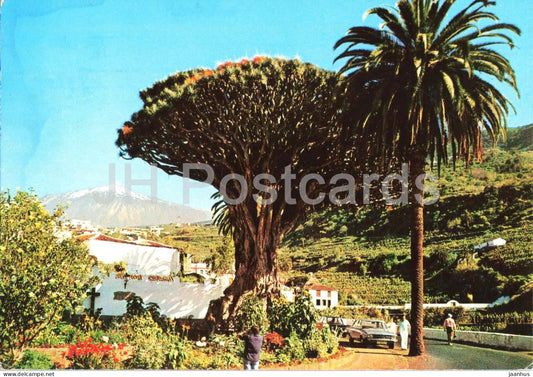 Icod - Tenerife - Drago milenario y Teide - dragon tree - volcano - mountain village - car -  63 - 1977 - Spain - used - JH Postcards
