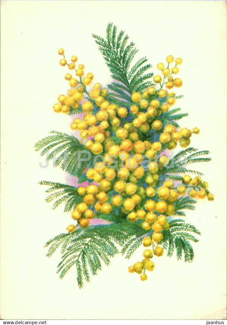 Birthday Greeting Card by V. Kologanov - Yellow Mimosa - flowers - illustration - 1972 - Estonia USSR - used - JH Postcards