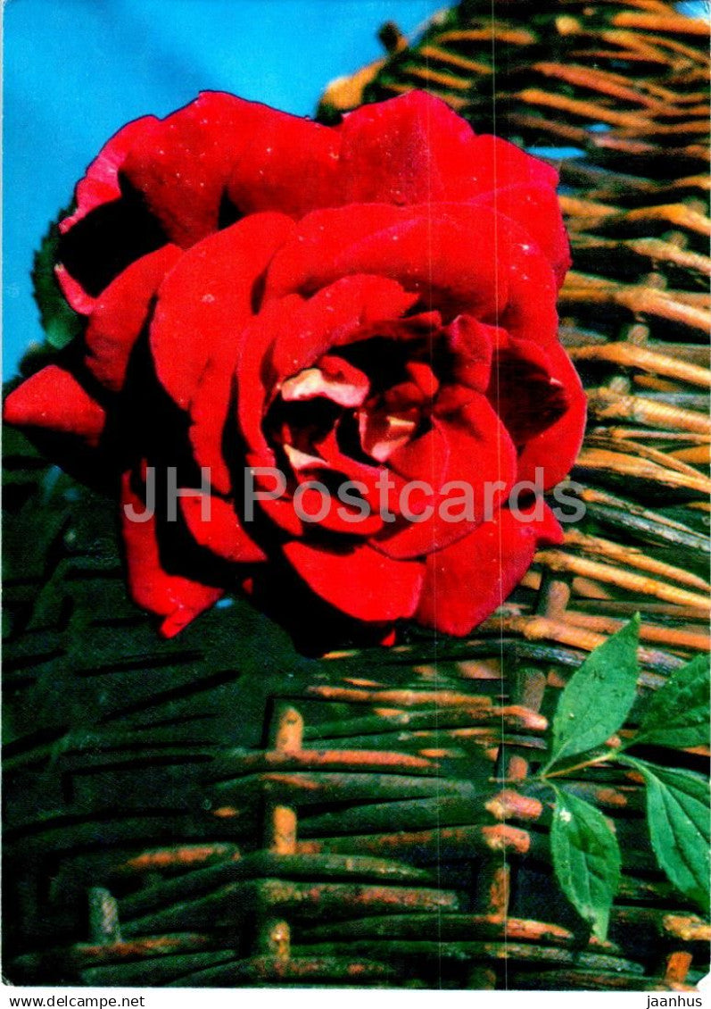 rose on the background of a basket - flowers - 1971 - Russia USSR - used - JH Postcards
