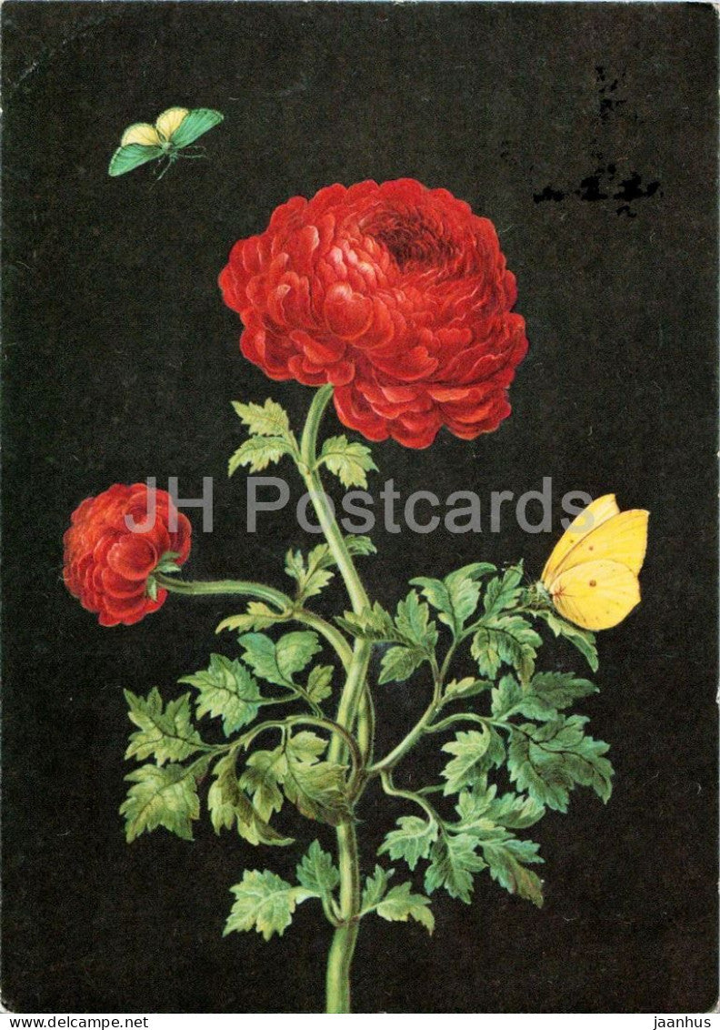 painting by Barbara Regina Dietzsch - Persian Ranunculus - Persische Ranunkel - butterfly - 1980 - Germany - used - JH Postcards