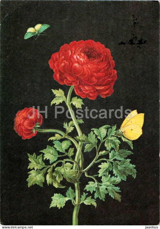 painting by Barbara Regina Dietzsch - Persian Ranunculus - Persische Ranunkel - butterfly - 1980 - Germany - used - JH Postcards