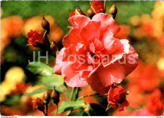 Birthday Greeting Card - Red Flowers - Germany DDR - used - JH Postcards