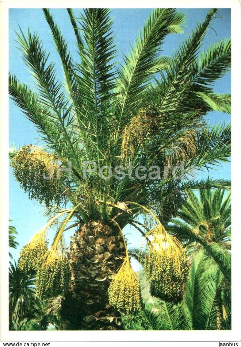 Palmera datilera - Date Palm - palm tree fruits - tropical flora - 50 - Spain - used - JH Postcards
