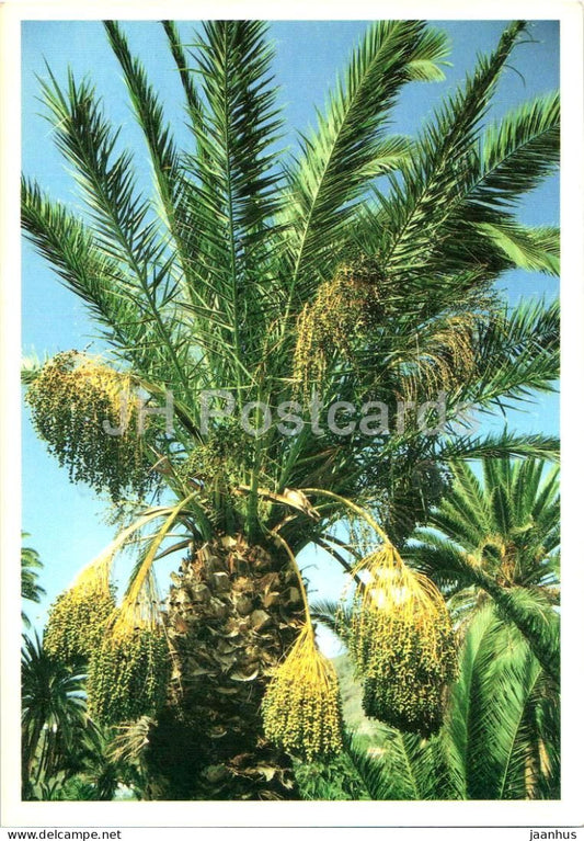 Palmera datilera - Date Palm - palm tree fruits - tropical flora - 50 - Spain - used - JH Postcards