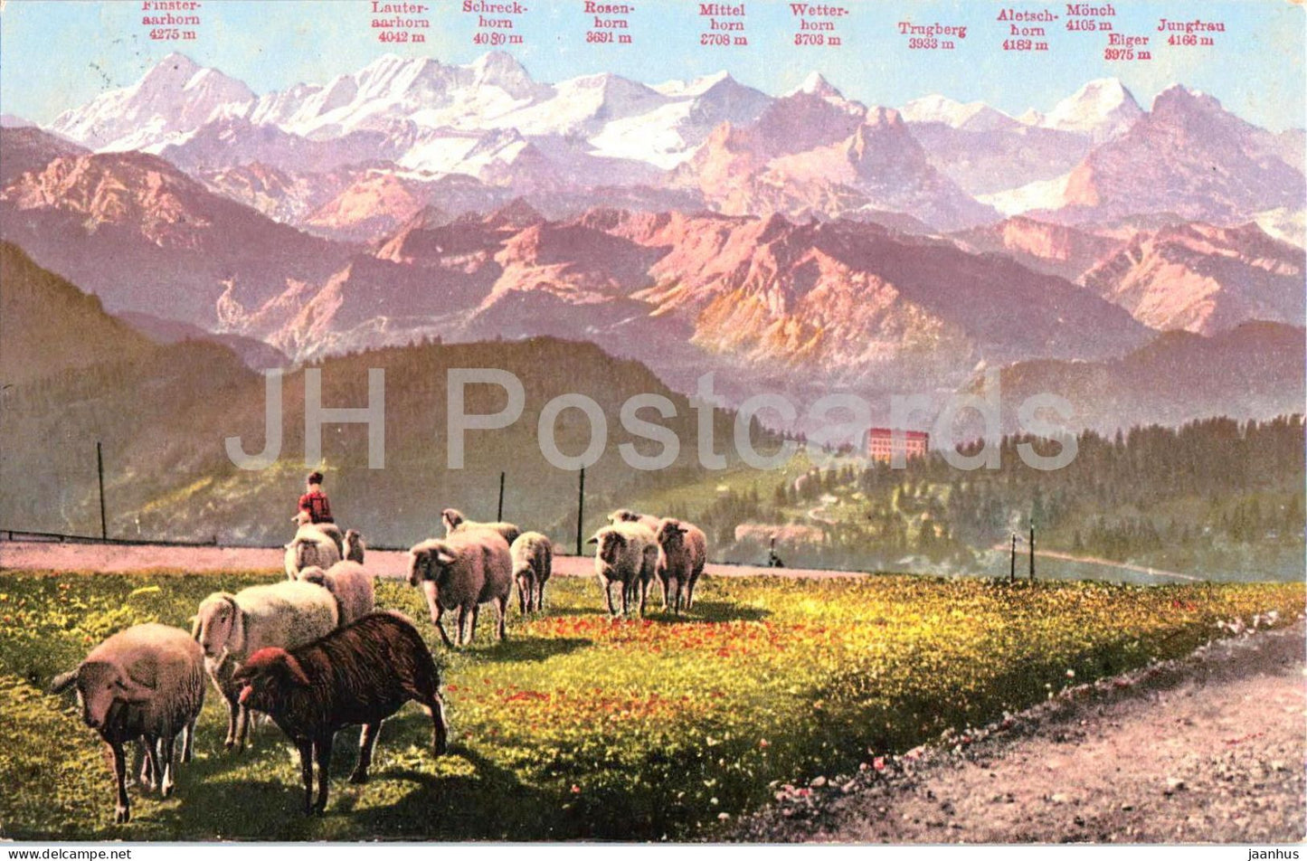 Rigi Kulm und die Berner Hochalpen - sheep - animals - 4093 - old postcard - 1920 - Switzerland - used - JH Postcards