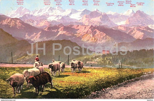 Rigi Kulm und die Berner Hochalpen - sheep - animals - 4093 - old postcard - 1920 - Switzerland - used - JH Postcards
