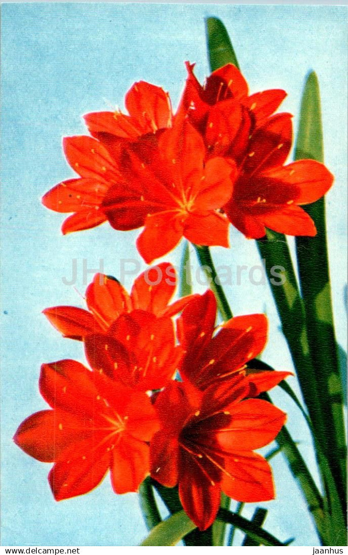 Red Vallota - flowers - 1971 - Russia USSR - used - JH Postcards