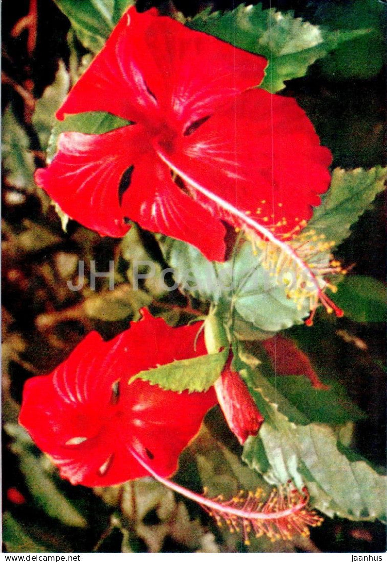 Red Hibiscus - flowers - F 98 - Vietnam - unused - JH Postcards