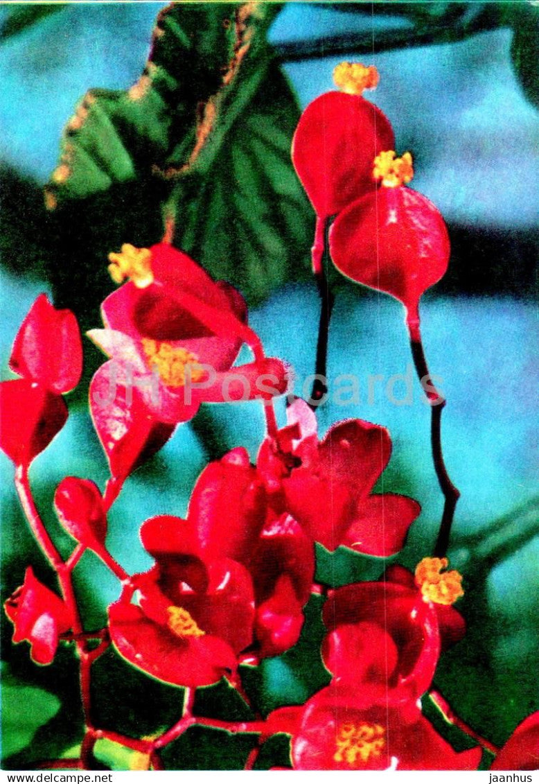 Red Begonia - flowers - F 105 - Vietnam - unused - JH Postcards