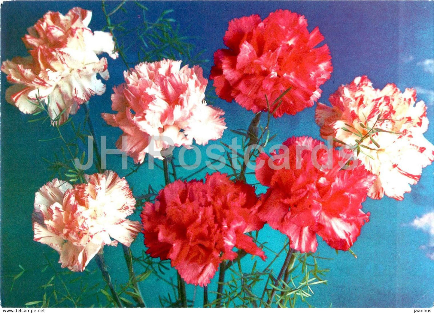 Birthday Greeting Card - Red and Pink Carnations - flowers - postal stationery - 1989 - Russia USSR - used - JH Postcards