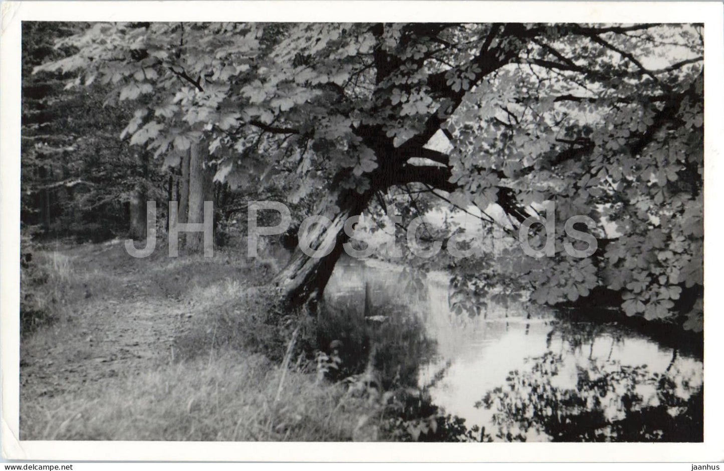 Forest lake path - nature landscape - real photo - old postcard - Netherlands - unused - JH Postcards