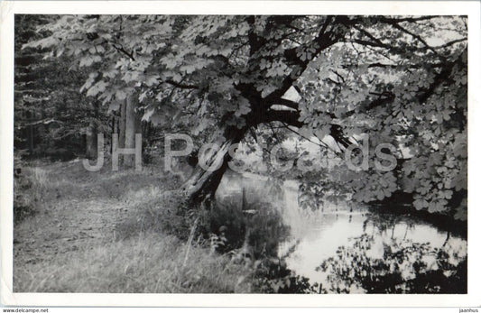 Forest lake path - nature landscape - real photo - old postcard - Netherlands - unused - JH Postcards