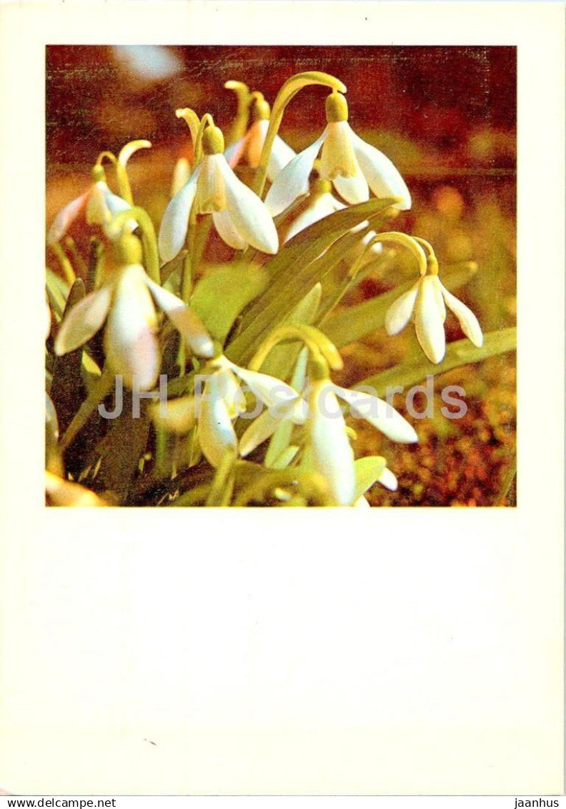 Birthday Greeting Card - Snowdrop - Galanthus nivalis - flowers - 1 - 1983 - Estonia USSR - used - JH Postcards