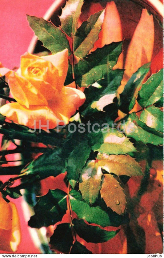 Gloria Dei roses - rose - flower arrangement - botanical - 1979 - Moldova - USSR - unused - JH Postcards
