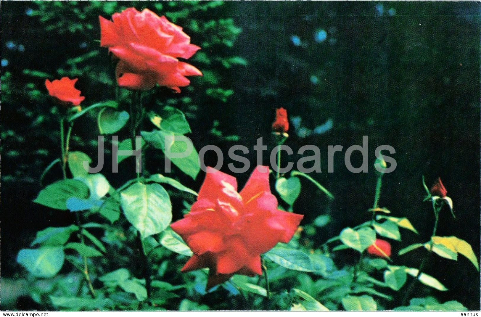 Clementina rose - flower - botanical - 1979 - Moldova - USSR - unused - JH Postcards