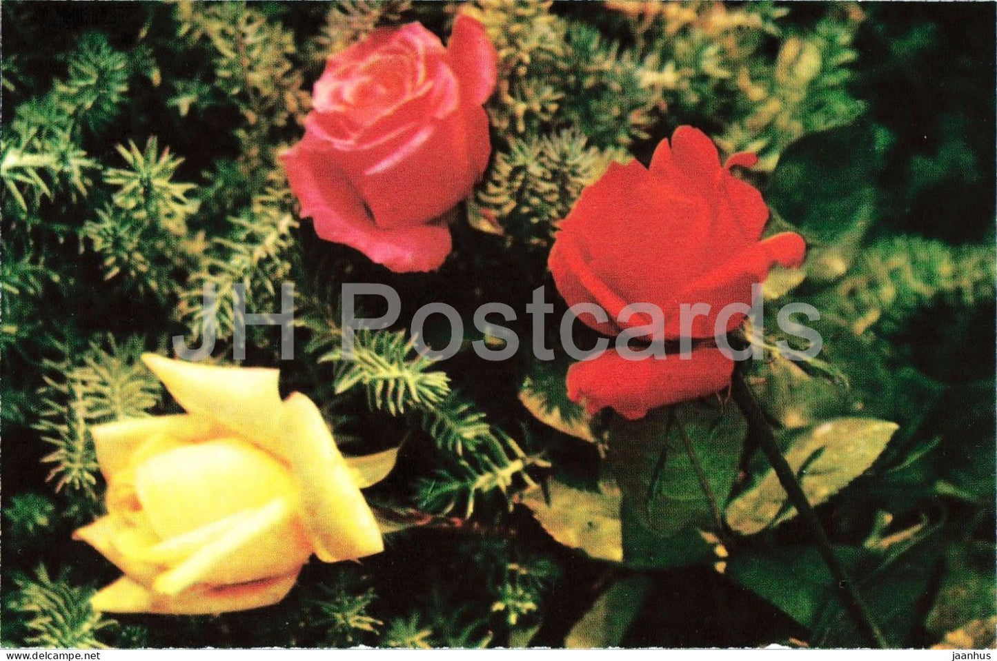 Lovita Prima Ballerina and Narcissus - rose flowers - arrangement - ballet - botanical - 1979 - Moldova - USSR - unused - JH Postcards