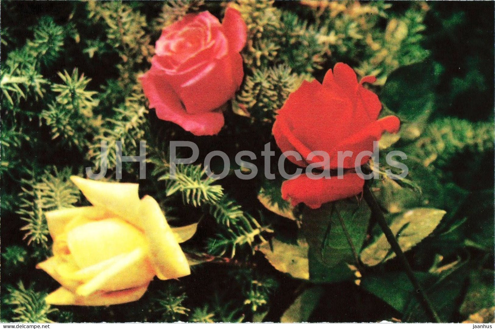 Lovita Prima Ballerina and Narcissus - rose flowers - arrangement - ballet - botanical - 1979 - Moldova - USSR - unused - JH Postcards