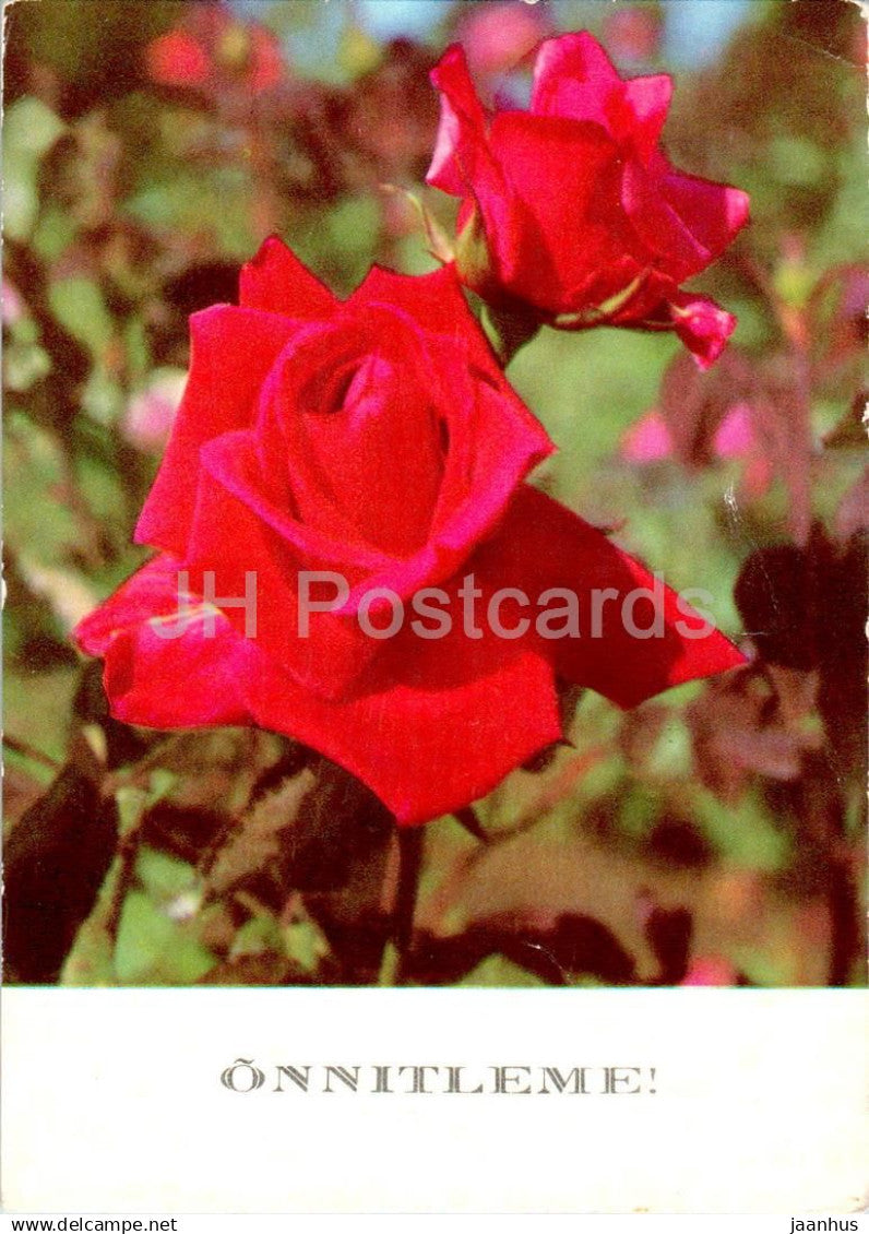 Birthday Greeting Card - Red Roses - Hybrid tea rose - Rosa hybrida - flowers - 1970 - Estonia USSR - used - JH Postcards