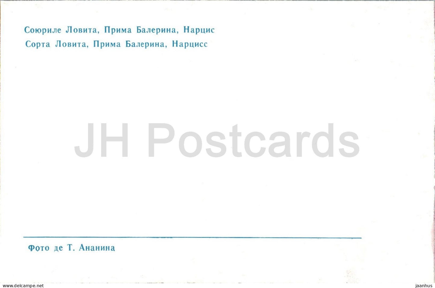 Lovita Prima Ballerina and Narcissus - rose flowers - arrangement - ballet - botanical - 1979 - Moldova - USSR - unused