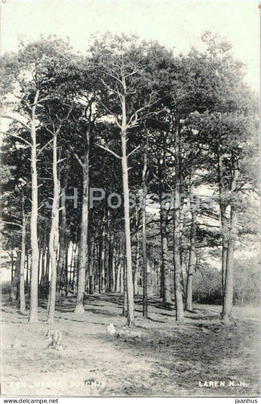 Laren N.H. - Een Mauve Boschje - A Pine Grove - forest - old postcard - Netherlands - unused - JH Postcards