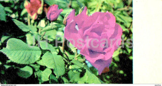 Mini Birthday Greeting Card - Rose - Rosa Buismans Triumph - flowers - 1973 - Estonia USSR - used - JH Postcards
