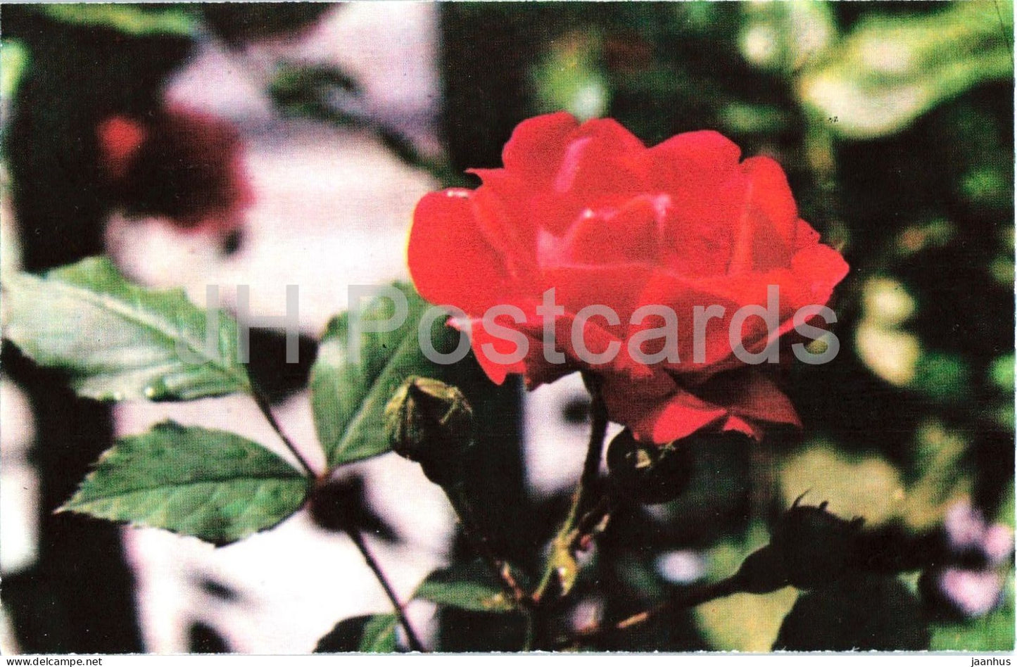 Pauls Scarlet Climber rose - flower - botanical - 1979 - Moldova - USSR - unused - JH Postcards