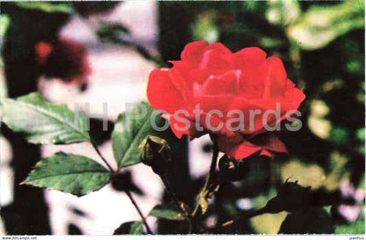 Pauls Scarlet Climber rose - flower - botanical - 1979 - Moldova - USSR - unused - JH Postcards